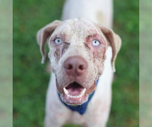 Catahoula Leopard Dog-Unknown Mix Dogs for adoption in San Antonio, TX, USA