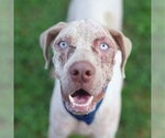 Small Catahoula Leopard Dog Mix