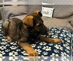 Small Photo #4 German Shepherd Dog Puppy For Sale in LOGAN, OH, USA