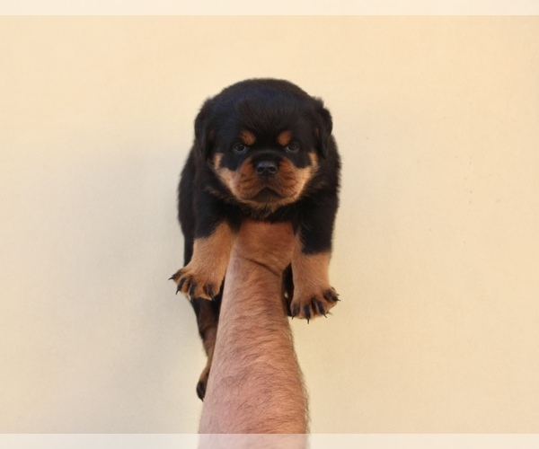 Medium Photo #7 Rottweiler Puppy For Sale in LA TUNA CANYON, CA, USA