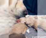Small #5 Golden Retriever