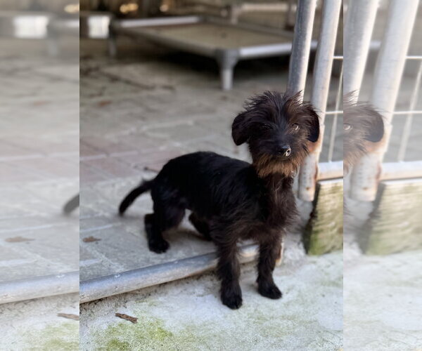 Medium Photo #3 Mutt Puppy For Sale in Yardley, PA, USA