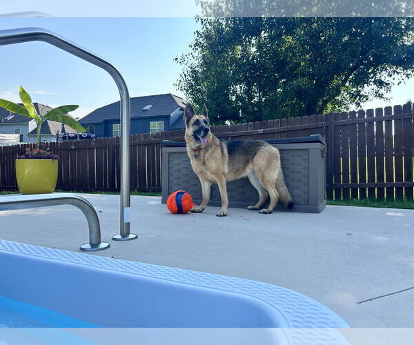 Medium Photo #6 German Shepherd Dog Puppy For Sale in Kansas City, MO, USA