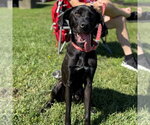 Small #14 Labrador Retriever Mix