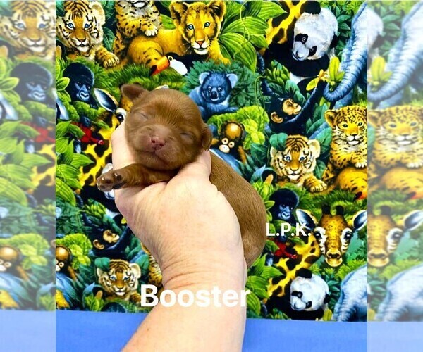 Medium Photo #2 Maltipoo (Toy) Puppy For Sale in WINNSBORO, LA, USA