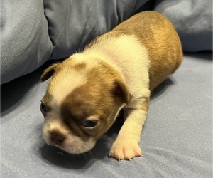 Boston Terrier Puppy for sale in CLEVELAND, TX, USA