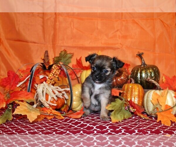 Medium Photo #1 Chihuahua Puppy For Sale in CHARLESTON, AR, USA