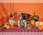 Puppy Grazia Chihuahua