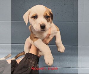 American Pit Bull Terrier Mix Dog for Adoption in Evansville, Indiana USA