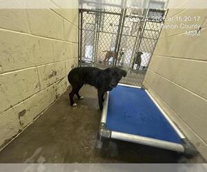 American Pit Bull Terrier-Unknown Mix Dogs for adoption in Ocala, FL, USA