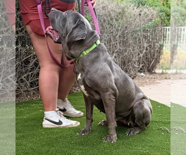 Medium Photo #3 Mutt Puppy For Sale in Goodyear, AZ, USA