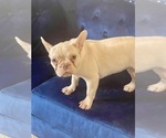 Small Photo #48 French Bulldog Puppy For Sale in BATON ROUGE, LA, USA