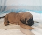 Small Photo #34 Mastiff Puppy For Sale in FULTON, NY, USA