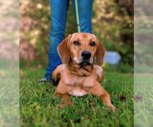 Mutt Dogs for adoption in Sparta, TN, USA