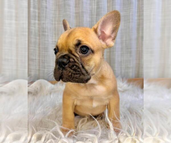 Medium Photo #2 French Bulldog Puppy For Sale in DANBURY, CT, USA