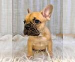 Small #1 French Bulldog