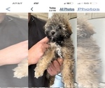 Small Photo #3 Poodle (Toy)-ShihPoo Mix Puppy For Sale in MUNDELEIN, IL, USA