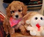 Puppy 1 Cavachon-Cavapoo Mix