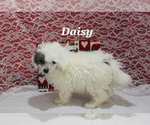Small #19 Poodle (Toy)