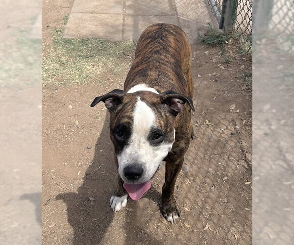 Medium Photo #2 Bulloxer Puppy For Sale in phoenix, AZ, USA
