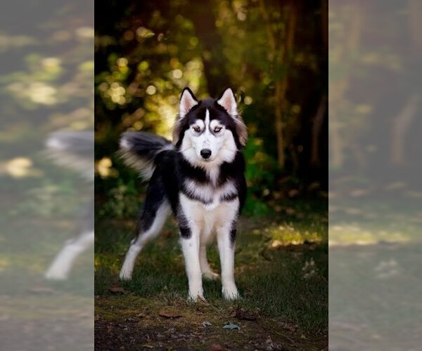 Medium Photo #1 - Mix Puppy For Sale in Belleville, IL, USA