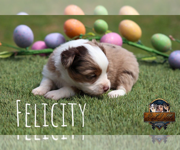 Medium Photo #14 Miniature Australian Shepherd Puppy For Sale in GRANBURY, TX, USA