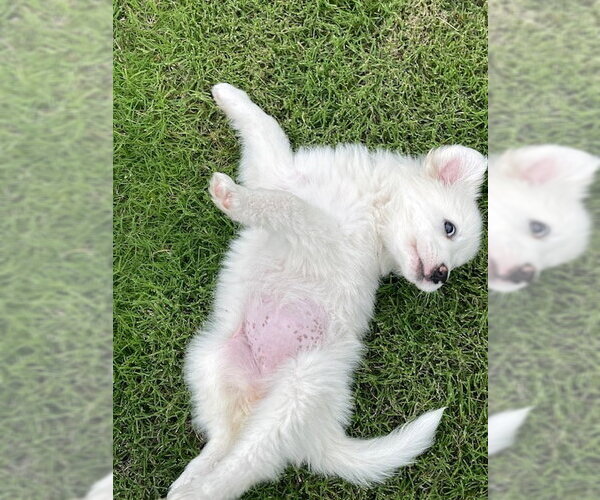 Medium Photo #8 Great Pyrenees Puppy For Sale in Spring, TX, USA
