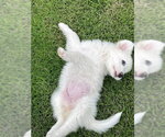 Small #7 Great Pyrenees