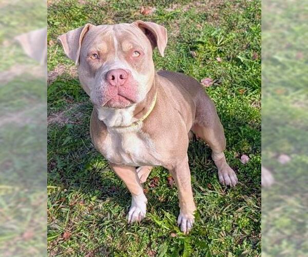 Medium Photo #1 American Pit Bull Terrier Puppy For Sale in Akron, OH, USA