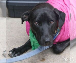 Milee - Female Labrador Retriever-Retriever  Mix Dog for Adoption - Photo #5