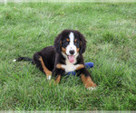 Small #4 Bernese Mountain Dog