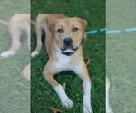 Small #4 Mastiff-Redbone Coonhound Mix