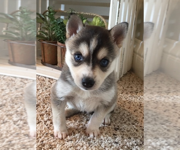 Medium Photo #5 Alaskan Klee Kai Puppy For Sale in WINCHESTER, OH, USA