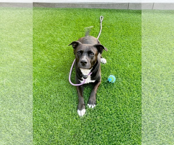 Medium Photo #9 American Staffordshire Terrier-Unknown Mix Puppy For Sale in Rosenberg, TX, USA