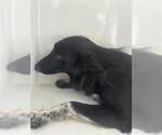 Small Labrador Retriever Mix