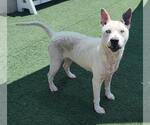 Small #8 American Pit Bull Terrier-Catahoula Leopard Dog Mix