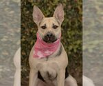 Small #1 Labrador Retriever Mix