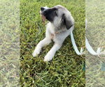 Small #3 Siberian Husky