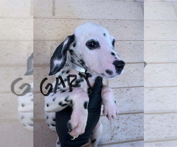 Medium Photo #3 Dalmatian Puppy For Sale in GLENDALE, AZ, USA