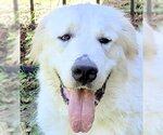 Small Photo #10 Great Pyrenees Puppy For Sale in Spring, TX, USA