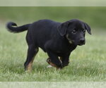 Small #4 Borador