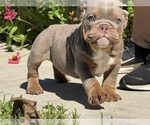 Puppy Handsome Bulldog