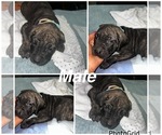 Small #8 Cane Corso-Presa Canario Mix