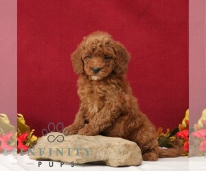 Goldendoodle Puppy for sale in GORDONVILLE, PA, USA
