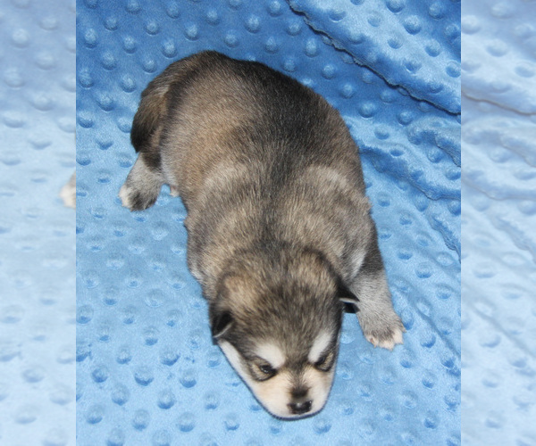 Medium Photo #10 Pomsky Puppy For Sale in DENTON, TX, USA