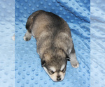 Small Photo #10 Pomsky Puppy For Sale in DENTON, TX, USA