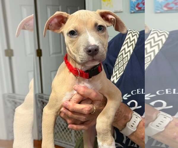 Medium Photo #2 Mutt Puppy For Sale in Rockville, MD, USA