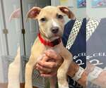 Small #1 Mutt