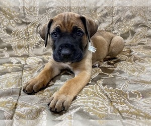 Presa Canario Puppy for Sale in BELLINGHAM, Washington USA