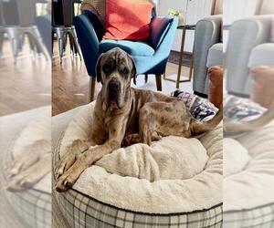 Mastiff Dogs for adoption in Brighton, CO, USA